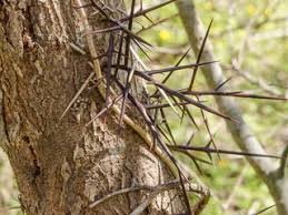 <p><strong>(<em>Gleditsia triacanthos</em>)</strong> – Thorny tree, long sweet pods. Fields, edges. <strong>Autotroph; nitrogen-fixer (weak).</strong><br><strong>Uses:</strong> Sweet pod pulp edible; wood, ornamental.</p>