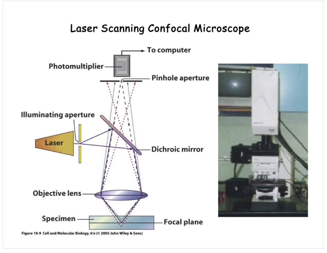 <ul><li><p>dichroic mirror is the same as the beam splitting mirror in a fluoroscence microscope</p></li><li><p>works similar to fluorescence microscope</p></li><li><p>laser, dichomic mirror, scanner, objective lens, specimen, objective lens, pinhole, computer</p></li></ul><p></p>