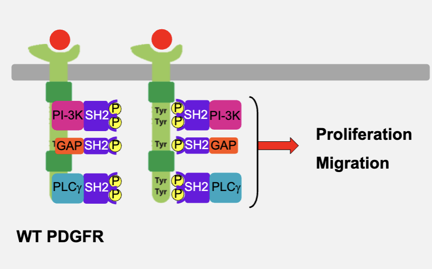 <ul><li><p>proliferation and migration</p><ul><li><p>PLC gamma able to to activate via binding to Tyr</p></li></ul></li></ul><p></p>