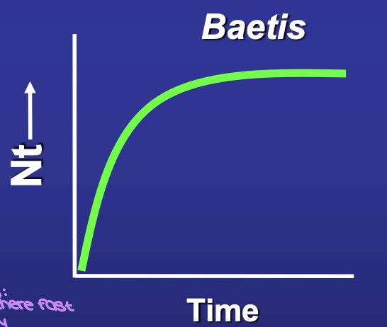 <p><em>Baetis</em> reach equilibrium density in 4 days</p><p><span style="color: green;">MODEL MATCH</span></p>