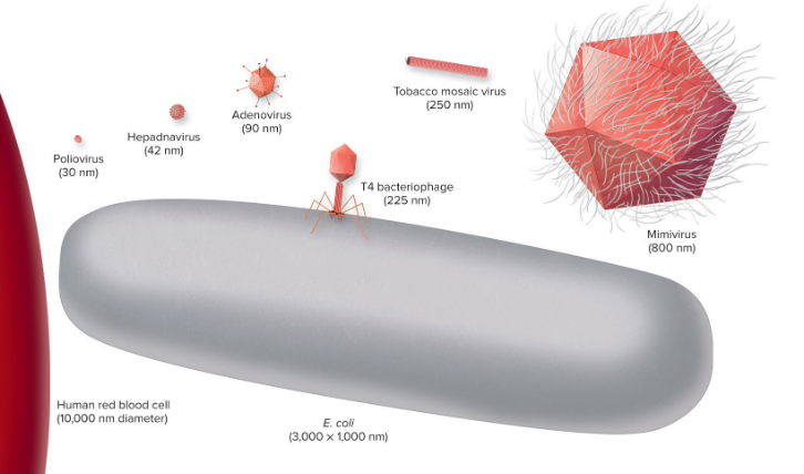<ul><li><p>requires host cells</p></li><li><p>most only visible with electron microscopy</p></li><li><p>prokaryotic viruses (bacteriophages) vs eukaryotic viruses</p></li><li><p>~10-800 nm in size</p></li></ul><p></p>