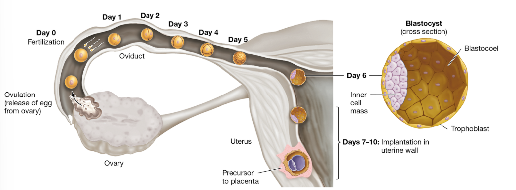 <p>What is cleavage and how does it produce a blastula?</p>
