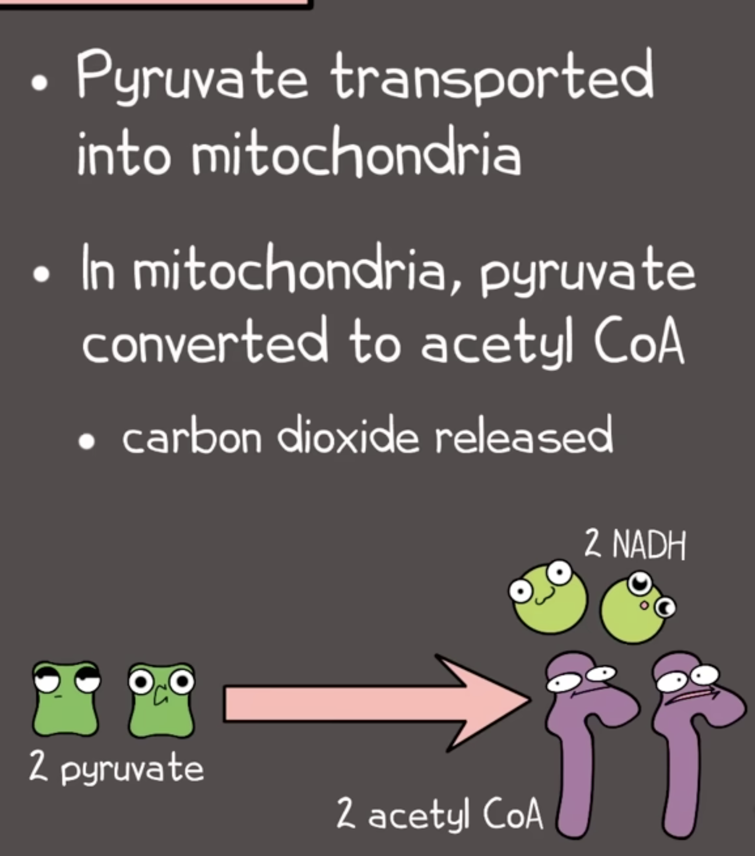 <ul><li><p><strong>Mitochondrial Envelope </strong><span data-name="love_letter" data-type="emoji">💌</span></p></li><li><p>2 pyruvate → <strong>2 acetyl CoA</strong></p><ul><li><p>0 ATP</p></li><li><p>2 CO<sub>2</sub></p></li><li><p>2 NADH</p></li></ul></li></ul><p></p>