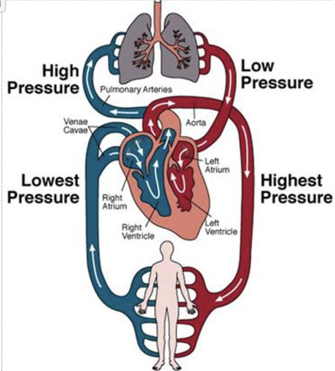 <p>Humans have a double circulatory system, meaning blood passes through the heart tiwce per complete circut</p><p>Pulmonary circulation: Heart→ Lungs →heart</p><p>Systemic circulation: heart→ body→ heart</p><p>This allows efficient O2 delivery at high pressure</p>