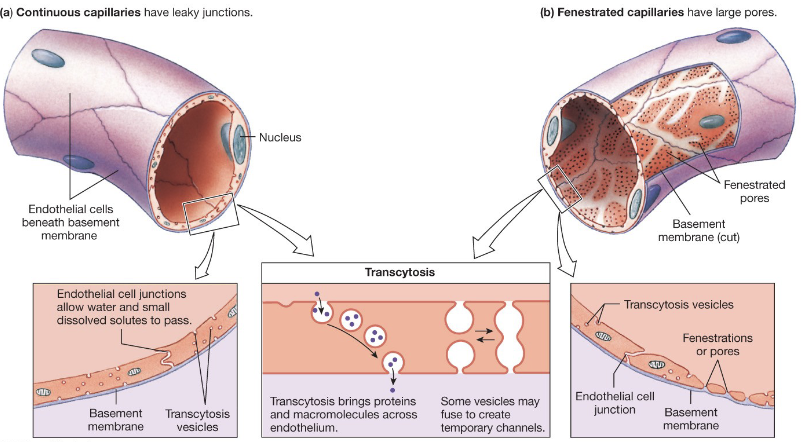 <p>Characteristics</p><ul><li><p>thin walls, small diameters</p></li><li><p>high density of blood vessels</p></li></ul><p>Types</p><ul><li><p><strong>continuous</strong>: leaky, most common and basically everywhere → fluids, small particles, no cells/proteins</p></li><li><p><strong>fenestrated</strong>: more leaky → no cells/proteins → found in GI tract, kidneys</p></li><li><p><strong>sinusoidal/discontinuous</strong>: most leaky, least common → leak everything including rbcs, cells, and large proteins → found in bone marrow, spleen, and liver</p></li></ul><p></p>