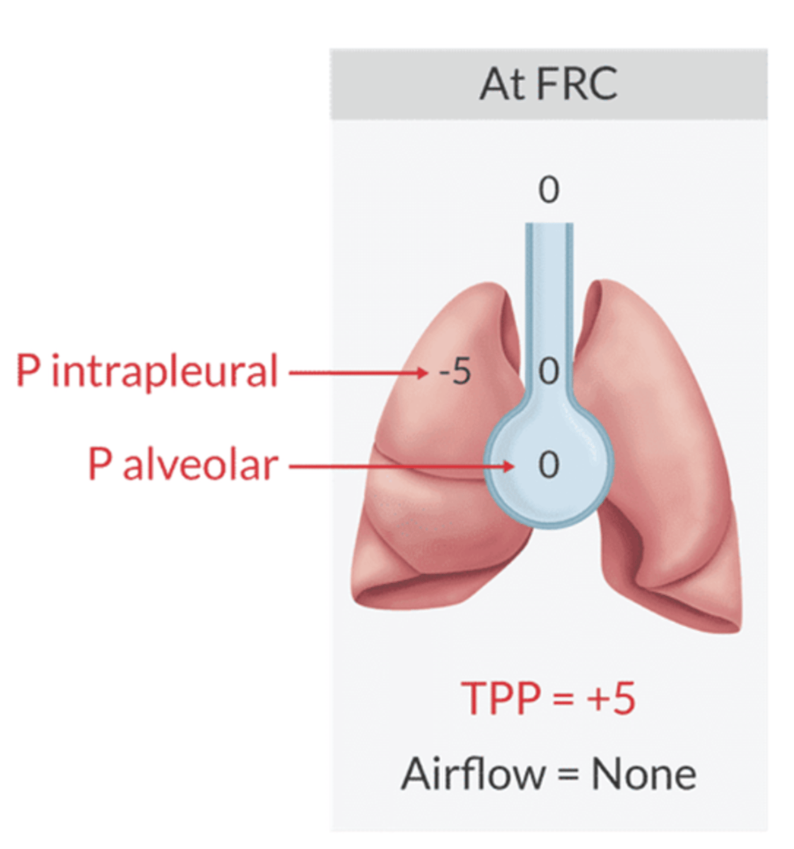 <p>Airways must remain patent for air movement &amp; gas exchange to occur.</p><p>Since bronchioles and alveolar ducts don't contain cartilage= compressible</p><p>To prevent collapse the pressure inside the airway must be greater than the pressure outside the airway</p><ul><li><p>alveolar pressure is the pressure in the airway</p></li><li><p>intrapleural pressure is the pressure outside the airway</p></li><li><p>Transpulmonary pressure is the difference between the 2.</p></li><li><p>TPP= Alveolar Pressure- Intrapleural pressure</p></li><li><p>if positive= airway open</p></li><li><p>If negative= airway collapses</p></li></ul><p></p>