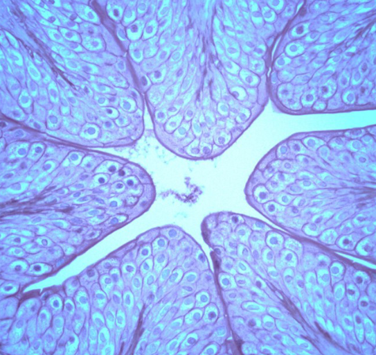 <p>identify the tissue</p>