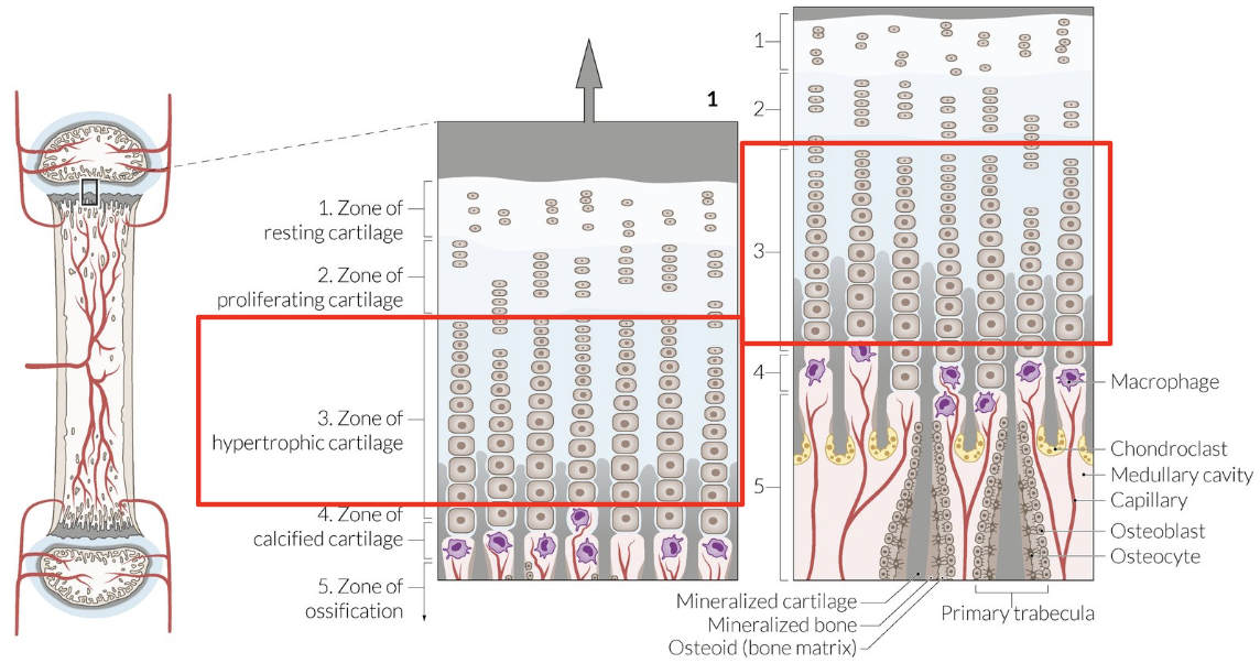 <p>Chondrocyte hypertrophy = Collagen production + longitudinal septa calcification</p>