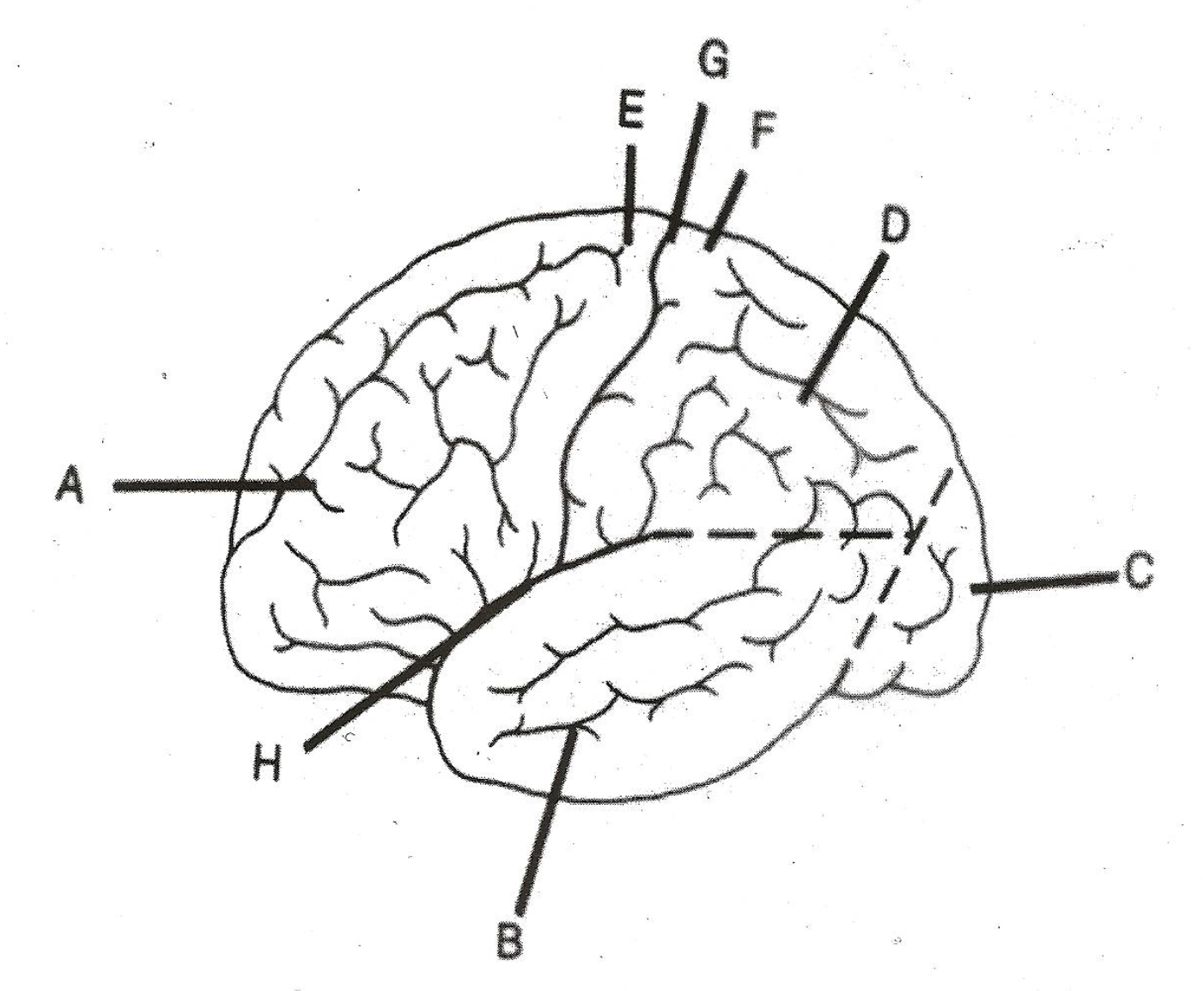 <p>label G</p>