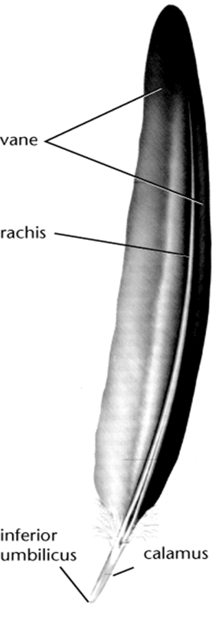 <ul><li><p>composed of b-keratin (similar to protein of our finger nails)</p></li><li><p>arise from follicles in the epidermis; inert at maturity</p></li><li><p>central shaft composed of:</p><ul><li><p>quill or calamus (bare, proximal)</p></li><li><p>rachis (surrounded by vane, distal)</p></li></ul></li><li><p>broad, flexible vanes on either side of rachis can be:</p><ul><li><p>plumulaceous (fluffy)</p></li><li><p>pennaceous (stiff)</p></li></ul></li></ul><p></p>