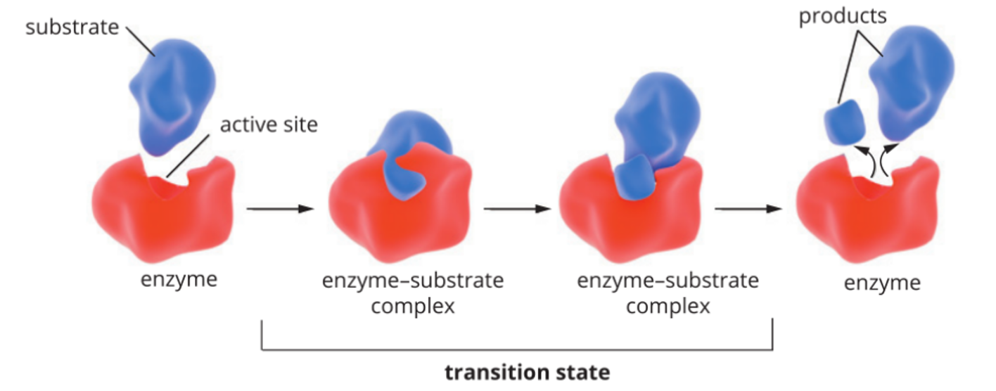 <p><span>Enzymes work on molecules - </span><strong>substrates</strong><span> by binding to them. <strong>Specific structure </strong>to match a specific substrates. Either building molecules or breaking down large molecules into smaller ones. Specific region called the <strong>active site </strong>where the substrate binds and where <strong>catalysis</strong> occurs. (<strong>enzyme-substrate complex </strong>is formed).</span></p><p><span>Lipase + Fat </span>à Fatty acids + Glycerol</p><p><span>Lipase is the <strong>enzyme</strong>.</span></p><p><span>Fat is the <strong>substrate</strong>.</span></p><p><span> Fatty acids and glycerol are the <strong>products</strong>.</span></p><p><span><strong>active site: flexible</strong> and capable of changing its shape in order to conform to the shape of substrate and achieve a tighter fit. (<strong>conformational change</strong>). </span></p>