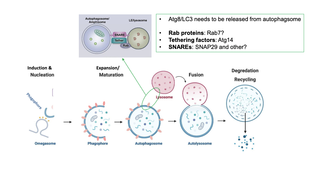 <p>"Requires Rab GTPases tethering factors ATG14 and SNARE proteins. ATG8 must be removed before fusion occurs."</p>