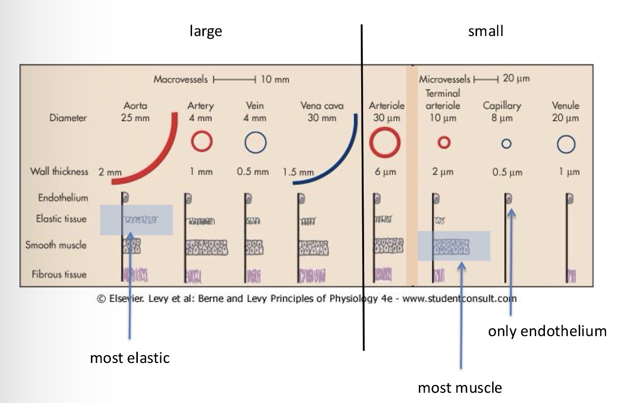 <p>Smooth muscle, fibrous tissue, elastic tissue, endothelium</p>