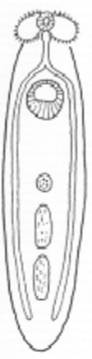 <p>What trematode body shape is this?</p>