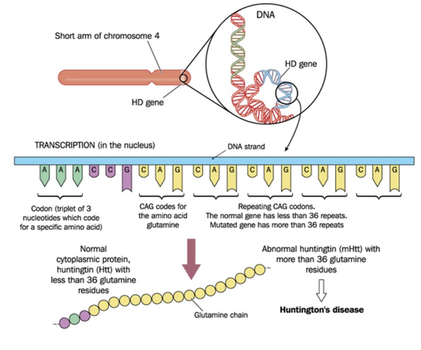 <p>HD caused by high penetrance of CAG trinucleotide repeat expansion of Huntingtin (HTT) in exon1 - extends multiple glutamines in protein chain > neurotoxic</p><p>HTT thought to be involved in transcription cell signalling and intracellular transport proteins</p><ul><li><p>recent research shows faulty DNA replication increases repeats, leading to later-life onset</p></li></ul><p></p>