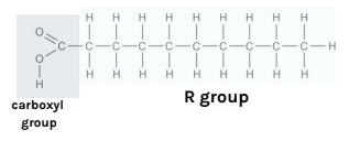 <p>the <strong>hydrocarbon chain.</strong></p><p>it can be <strong>saturated </strong>or <strong>unsaturated</strong></p>