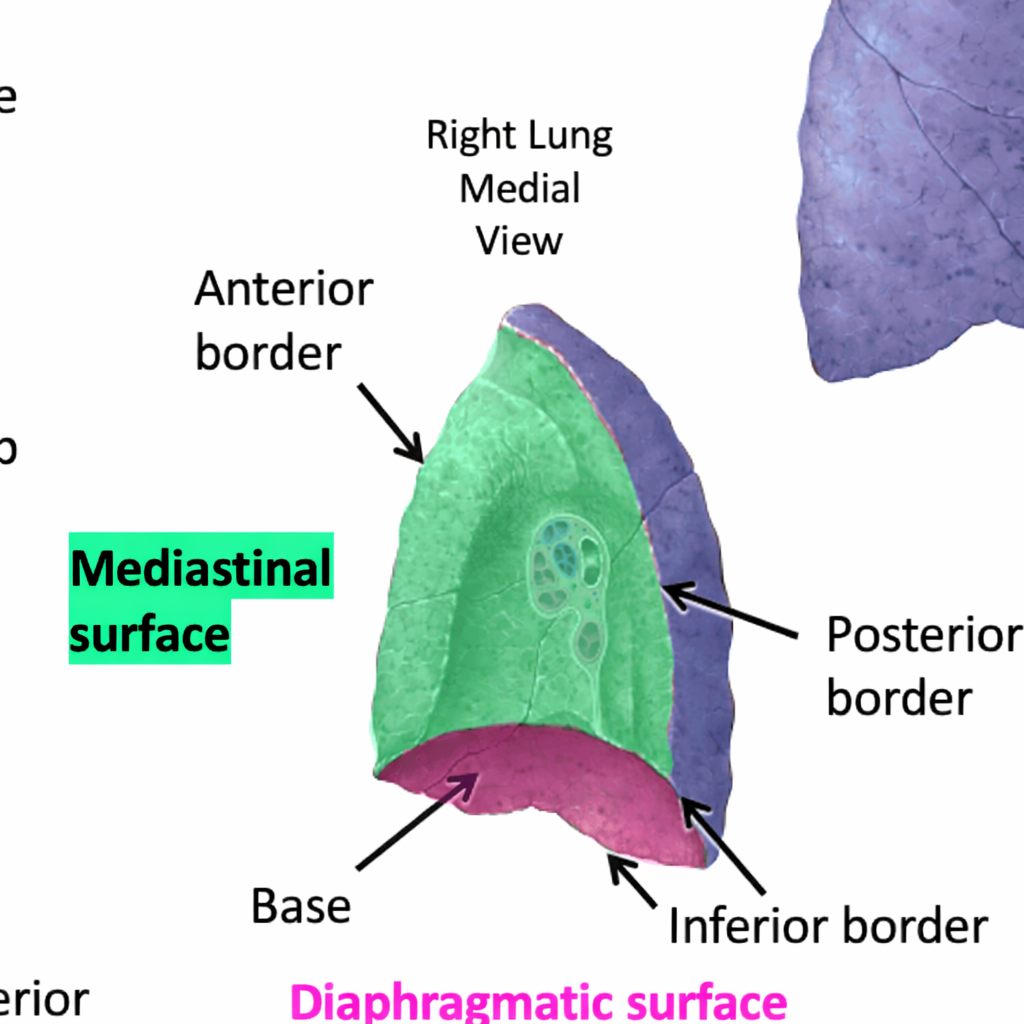 <p>the surface of the lung that faces the rib cage</p><p>where blueish lines where the ribs are</p><ul><li><p>layer</p></li></ul><p></p>