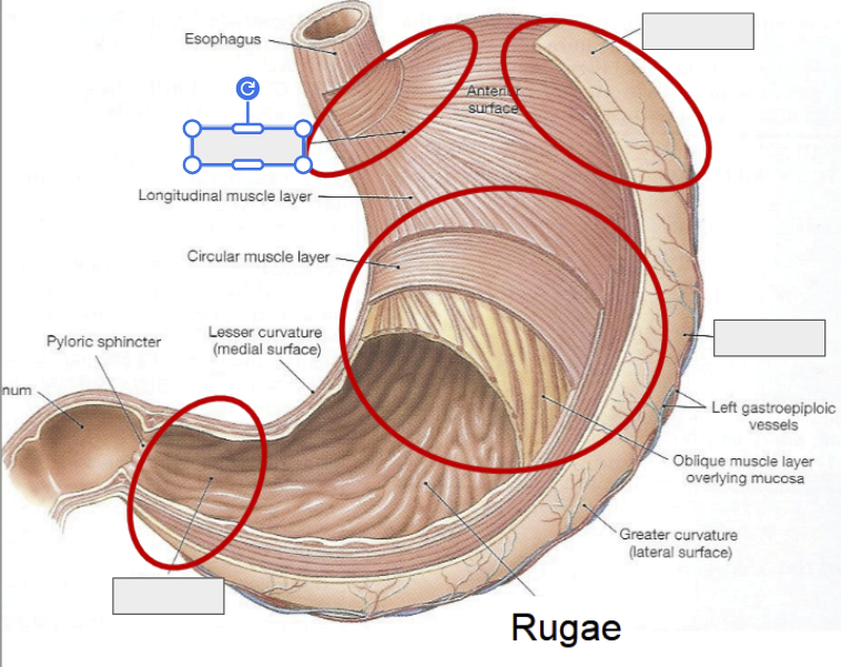 <p>Label the regions of the stomach</p>