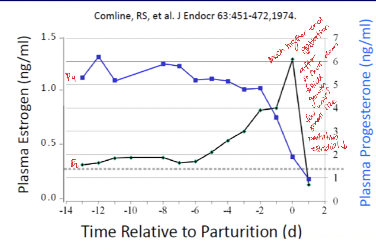 <p>P4 is high during pregnancy and E2 is low</p><p>Right before parturition P4 starts to drops and E2 starts to rise </p><p>Directly after partuition E2 goes down after spike after both are low again FSH surge happens and new cycle/follicular wave can occur </p>