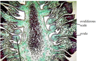 <p><strong>seed-bearing</strong> scales; seed develops from an ovule</p>