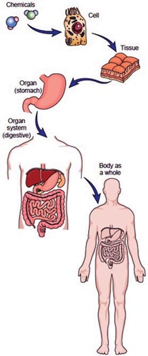 <p>chemical, cellular, tissue, organ, organ system, organism</p>