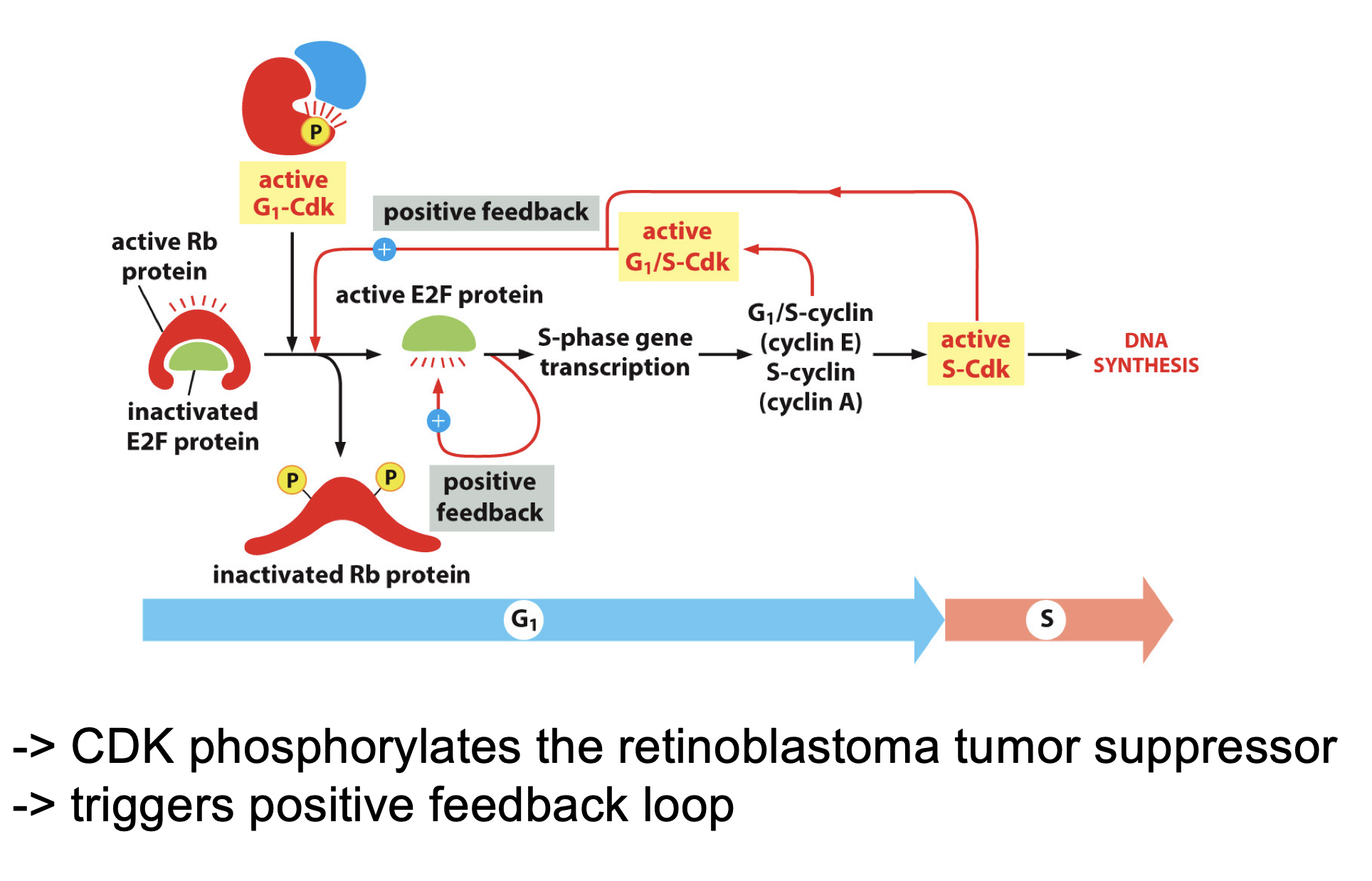 <p>Starts DNA synthesis.</p><p><br>Activated by G1-CDK-D-type cyclins, than activates it self, and creates a positive feedback loop to activate more CDK G1 plus D-type cyclins complex and CDK-S2 activation. What will lead to DNA synthesis</p><p></p><p>Switch confirmation dramatically after phosporlisation </p>