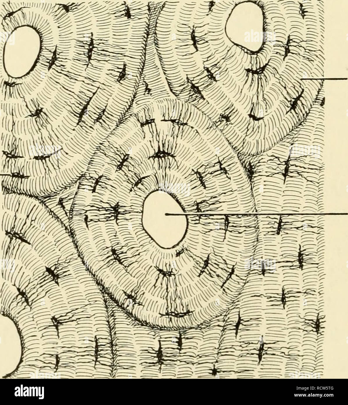 <p>What type of tissue is this?</p>