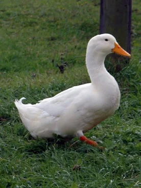 <p>(duck-poultry)</p>