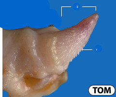 <p>Is this tom *intact or castrated*? How old would he have to be for these to appear?</p>