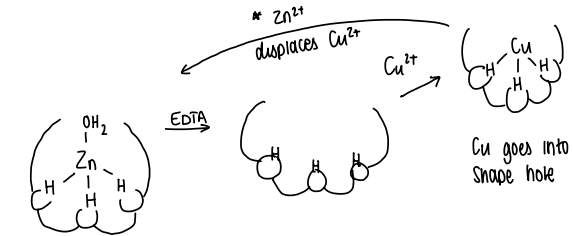 <p>Via preorganisation:</p><ul><li><p>The relative positions of the His are locked in place by the surrounding protein structures.</p></li><li><p>EDTA can be added to remove the Zn2+ metal, however the protein shape remains.</p></li><li><p>Cu2+ can be used to replace the Zn</p></li><li><p>Adding Zn2+ can then displace the Cu2+, forming the original structure.</p></li></ul><p>This counters the Irving-Williams series.</p>