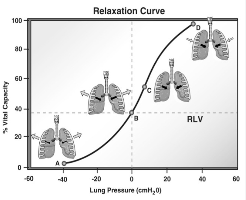 <p><span>At the bottom of vital capacity, the elastic recoil forces acting on the lungs to decrease their overall volume are minimal </span></p>