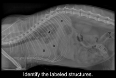 <p>Identify the labeled structures:</p>