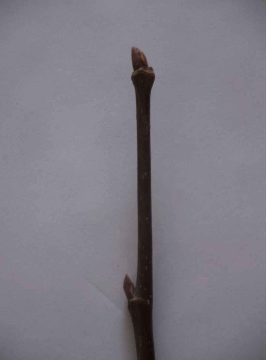 <p>What is this branch?</p>