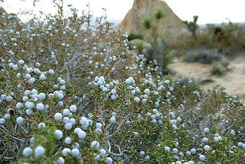 <p>California Juniper</p>