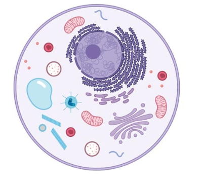 <ul><li><p><span style="background-color: transparent; font-family: "Twentieth Century", sans-serif;">Are eukaryotic</span></p></li><li><p><span style="background-color: transparent; font-family: "Twentieth Century", sans-serif;">Cells are usually round or irregular in shape</span></p></li><li><p><span style="background-color: transparent; font-family: "Twentieth Century", sans-serif;">They store their energy as carbohydrates or fats</span></p></li><li><p><span style="background-color: transparent; font-family: "Twentieth Century", sans-serif;">May appear red/pink under a microscope</span></p></li><li><p><span style="background-color: transparent; font-family: "Twentieth Century", sans-serif;">Have different organelle organization</span></p><ul><li><p><span style="background-color: transparent; font-family: "Twentieth Century", sans-serif;">i.e. no chloroplasts, no cell wall, many small vacuoles, centrioles are present, more details to come…</span></p></li></ul></li><li><p><span style="background-color: transparent; font-family: "Twentieth Century", sans-serif;">Make unique specialized cells and tissues</span></p><ul><li><p><span style="background-color: transparent; font-family: "Twentieth Century", sans-serif;">i.e. epithelial tissue, connective tissue, nervous tissue, muscle tissue, stem cells</span></p></li></ul></li></ul><p></p>