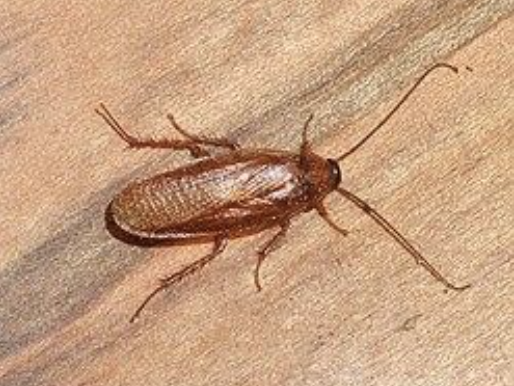 <p>Blattodea</p>