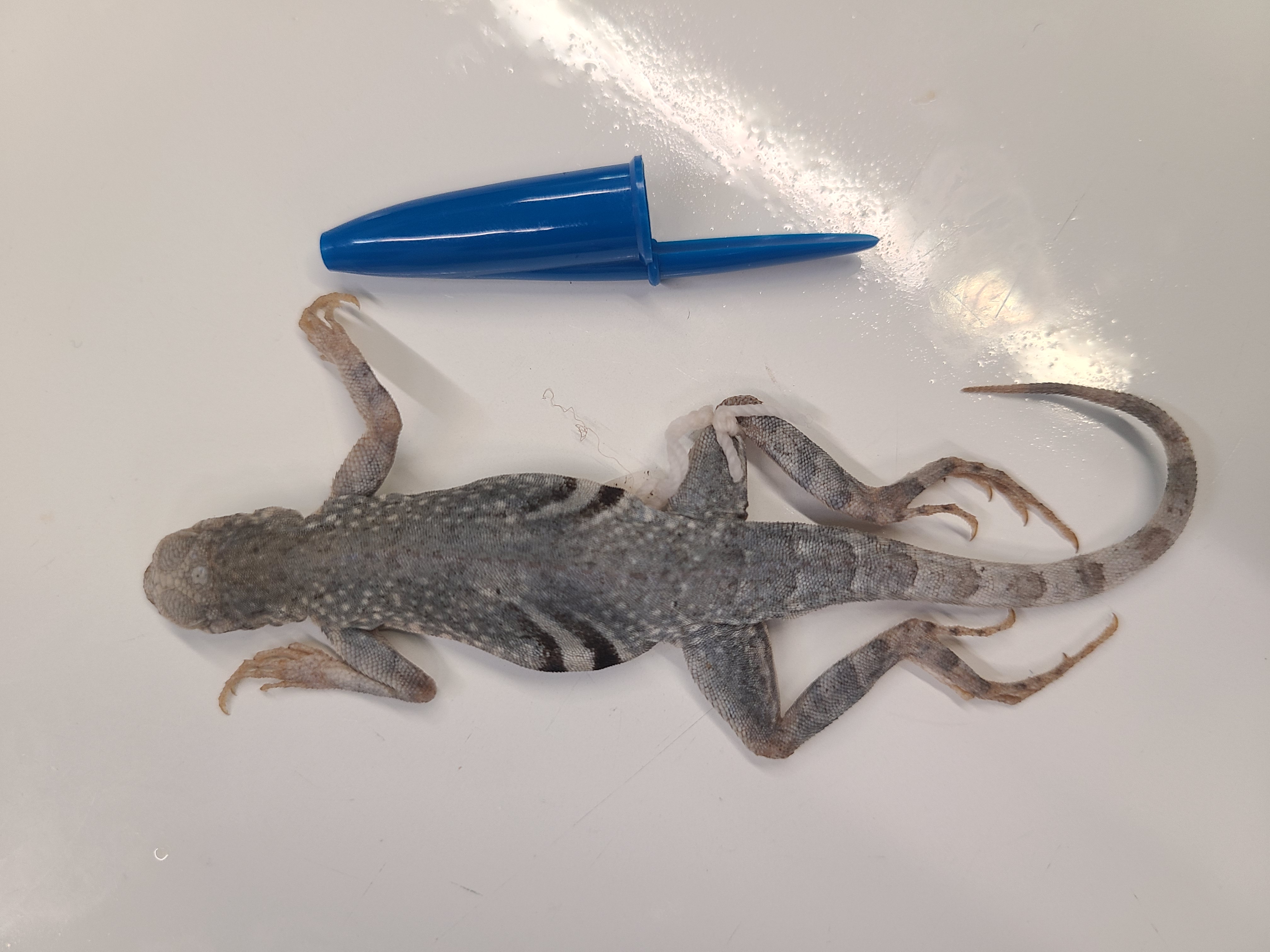 <p>Order and Family of Cophosaurus texanus</p>