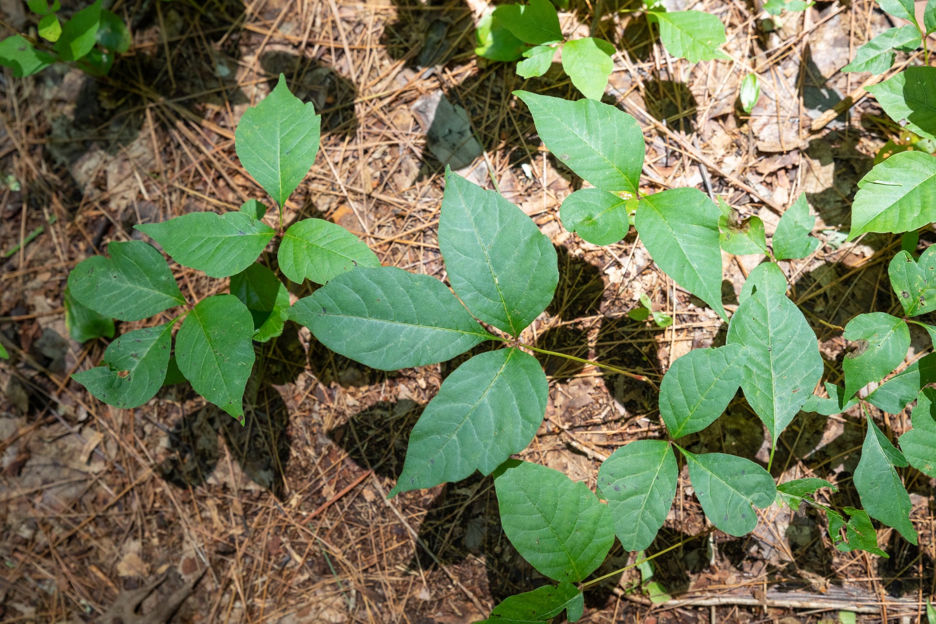 <p>Contact dermatitis can be triggered by various irritants such as soaps, detergents, chemicals, and allergens like nickel, plants (e.g., poison ivy), and fragrances. </p>