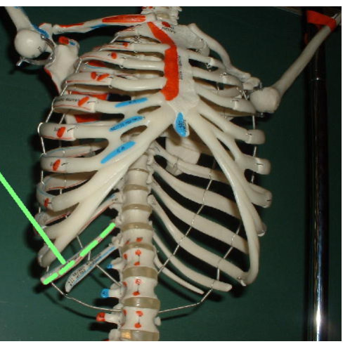 <p>ribs 11 and 12</p>