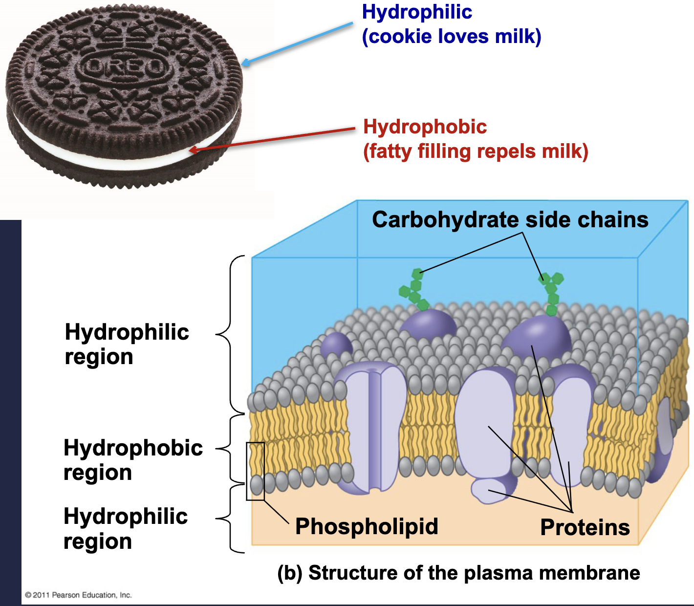 <p>Proteins embedded/ on the surface of the phospholipid bi-layer </p>