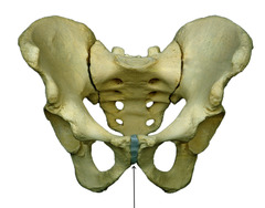 <p>genital region</p>