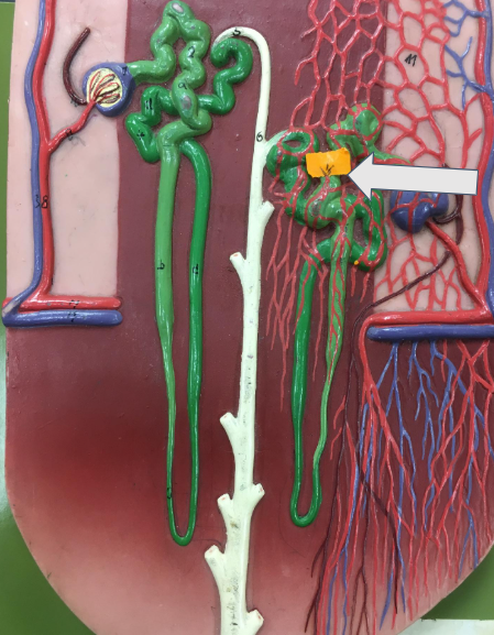 term image