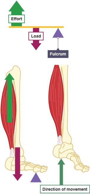 <ul><li><p>Resistance in the middle</p></li><li><p>Favour force (all amplify force and speed but force the most for second class) </p></li><li><p>Not many examples in the human body (more than 1st class)</p></li></ul><p></p>
