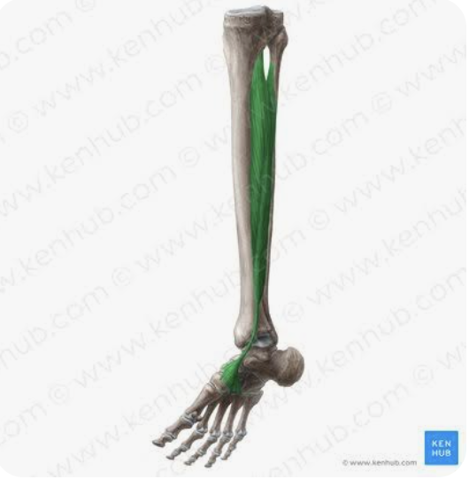 <p>O: Posterior fibula; posterior tibia; interosseous membrane</p><p>I: Lateral cuneiform bone; intermediate cuneiform bone; medial cuneiform bone; tuberosity of the navicular bone</p><p>A: Plantarflexion of the foot; inversion of the foot; major role in supporting the medial arch</p><p>N: Tibial nerve</p>