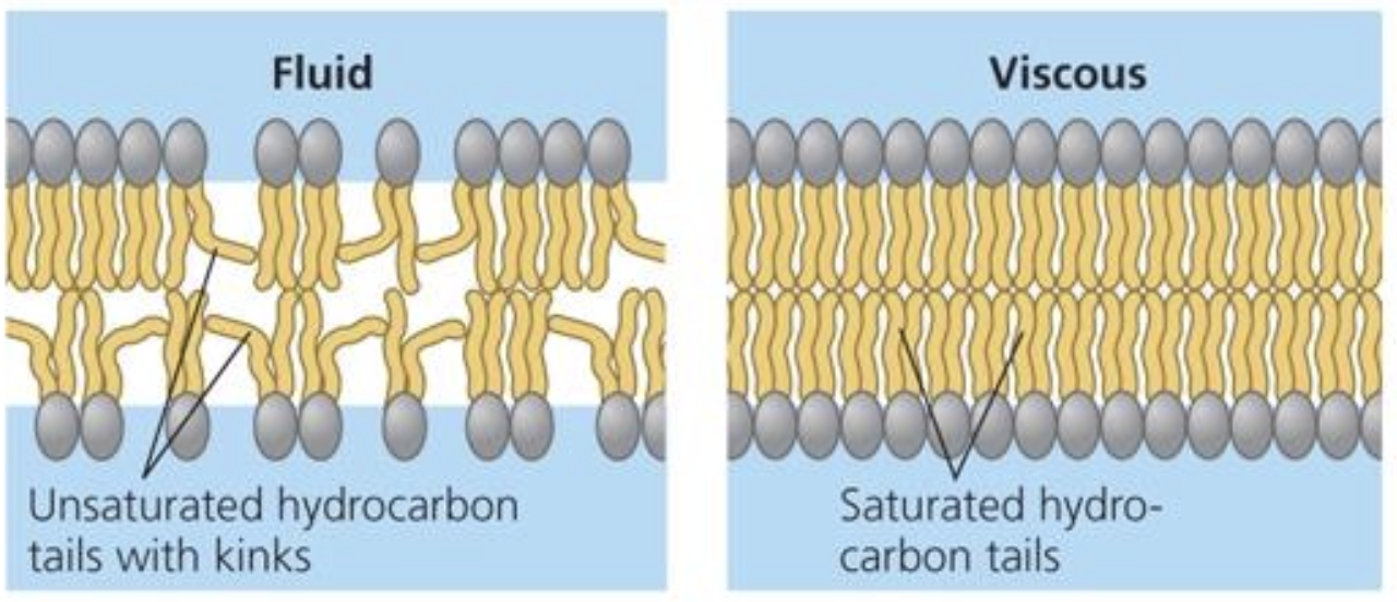 <p>unsaturated hydrocarbon tails of phospholipids have kinks that keep the molecules from packing together, enhancing membrane fluidity</p><ul><li><p>less packing = more membrane fluidity</p></li></ul><p></p>