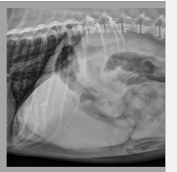 <p>what is this a radiograph of</p>