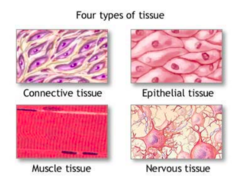 <p>Epithelial, connective, muscle, nervous</p>