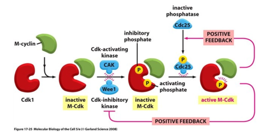 <p>the maturation promoting factor (MPF) is composed of the catalytic subunit <strong>cyclin dependent kinase </strong>(<strong>Cdk</strong>) and the regulatory subunit <strong>cyclin B</strong></p><ul><li><p>to progress into certain stages of the cell cycle, Cdk has to <strong>bind to the relevant cyclin</strong> to <strong>partially </strong>activate it </p></li><li><p><strong>full </strong>activation of Cdk is also dependent on <strong>phosphorylation </strong>by <strong>Cdk-activating kinase</strong> (CAK), which is only carried out dependent on <strong>cellular conditions</strong> eg. sufficient size + lack of DNA damage</p></li><li><p>this allows the transition into the next stage by the <strong>phosphorylation </strong>of <strong>different target proteins</strong> </p></li><li><p>this cyclin is then <strong>degraded</strong>, deactivating Cdk- this is a <strong>ratchet </strong>that prevents the cycle moving backwards</p></li></ul><p>Cdk activity is under additional regulation, allowing control at different <strong>checkpoints</strong>: </p><ul><li><p><strong>inhibitory </strong>phosphates can also be added to Cdk to block its active site and <strong>prevent progression </strong>into the next stage</p></li><li><p>additional <strong>Cdk inhibitor</strong> (CKI) proteins can block its activity eg. these get transcribed following detection of DNA damage </p></li></ul><p></p><p><strong>positive feedback loops </strong>in this process cause massive <strong>amplification </strong>to activate <strong>multiple </strong>Cdks, including those that <strong>degrade the cyclins</strong></p><ul><li><p>different cyclins (and in mammals, different Cdks) function at different stages of the cell cycle, dependent on the species</p></li></ul><p></p>