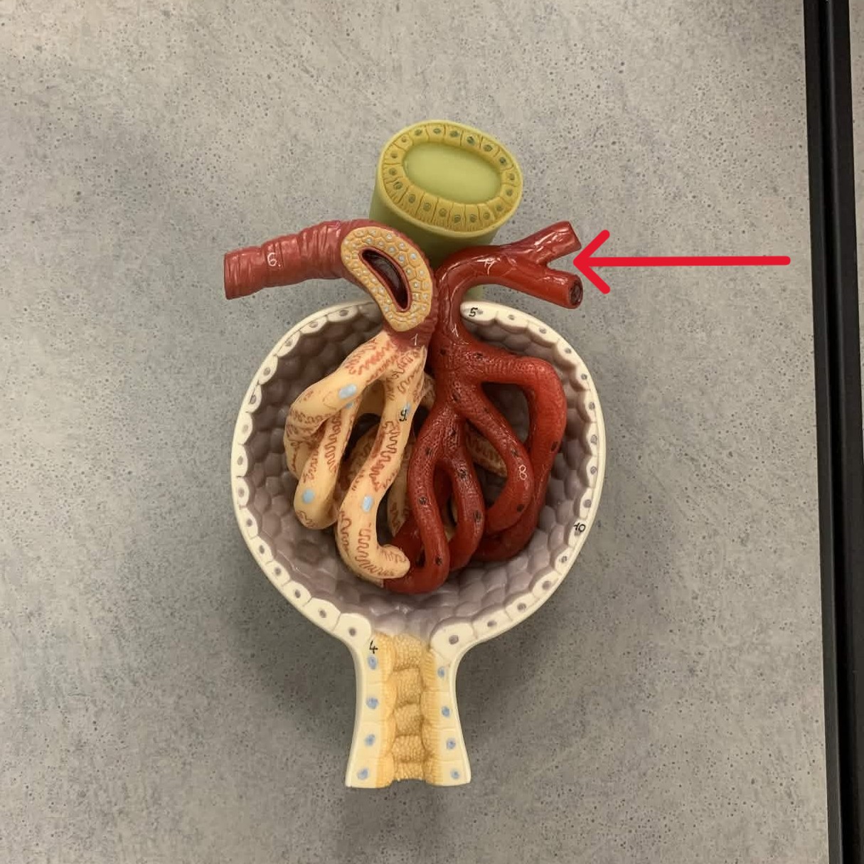 <p>Which part of renal corpuscle:</p><ul><li><p>Blood “exiting” into the glomerulus</p></li></ul><p></p>