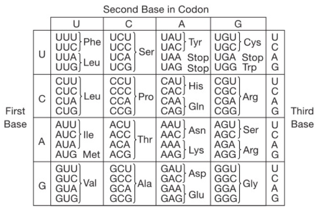 <p>A segment of a DNA strand that is used as a template for mRNA production has the following sequence: TAC TTT ATG CAT TGT ACT. </p><p>The first base shown in the segment of a DNA strand is the first base of a codon in the protein-coding sequence in the resulting mRNA. Based on the DNA sequence, which of the following is the associated amino acid sequence?</p><p>a) Ser-Lys-Tyr- Val- Phe- His</p><p>b) Tyr- Phe- Met- His- Cys- Thr</p><p>c) Met- Lys- Tyr- Val- Thr- STOP</p><p>d) Ser- Thr- Met- His- Lys- Val</p>